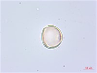 錫杖花藏品圖，第1張