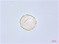 錫杖花藏品圖，第2張