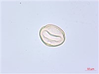 錫杖花藏品圖，第3張