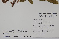 阿里山忍冬、漸尖葉忍冬藏品圖，第2張
