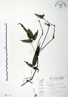 森氏鐵線蓮藏品圖，第1張