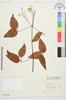 麥氏鐵線蓮藏品圖，第2張