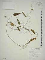 亨利氏鐵線蓮藏品圖，第1張