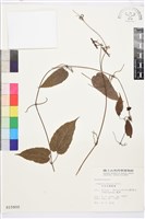 亨利氏鐵線蓮藏品圖，第2張