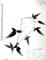 森氏鐵線蓮藏品圖，第1張