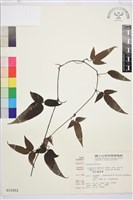 森氏鐵線蓮藏品圖，第2張