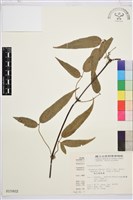 森氏鐵線蓮藏品圖，第2張