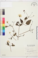 小木通藏品圖，第2張