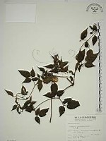 小木通藏品圖，第1張