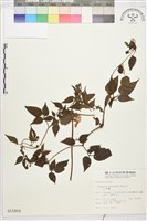 小木通藏品圖，第2張