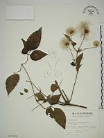 小木通藏品圖，第1張