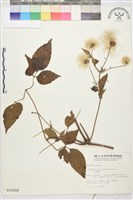 小木通藏品圖，第2張