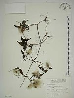 小木通藏品圖，第1張