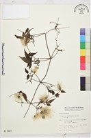 小木通藏品圖，第2張
