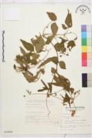 小木通藏品圖，第2張