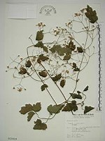 串鼻龍藏品圖，第1張