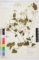 串鼻龍藏品圖，第2張