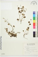 蓬萊毛茛藏品圖，第1張