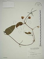 亨利氏鐵線蓮藏品圖，第1張