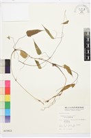 亨利氏鐵線蓮藏品圖，第2張