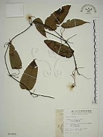 亨利氏鐵線蓮藏品圖，第1張