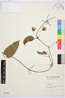 亨利氏鐵線蓮藏品圖，第2張