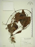 亨利氏鐵線蓮藏品圖，第1張