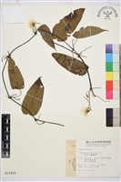 亨利氏鐵線蓮藏品圖，第2張