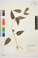 亨利氏鐵線蓮藏品圖，第2張