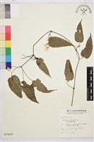 亨利氏鐵線蓮藏品圖，第2張