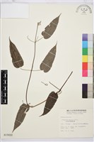 亨利氏鐵線蓮藏品圖，第2張