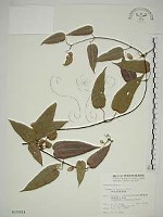 亨利氏鐵線蓮藏品圖，第1張
