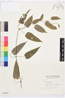 亨利氏鐵線蓮藏品圖，第2張