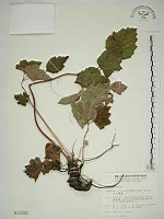 小白頭翁、野棉花藏品圖，第1張