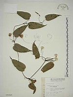 亨利氏鐵線蓮藏品圖，第1張