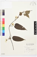 亨利氏鐵線蓮藏品圖，第2張