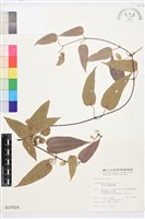 亨利氏鐵線蓮藏品圖，第2張