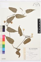 亨利氏鐵線蓮藏品圖，第2張