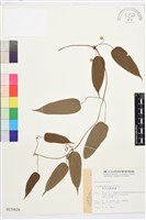 亨利氏鐵線蓮藏品圖，第2張