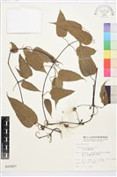 亨利氏鐵線蓮藏品圖，第1張