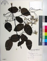 厚葉鐵線蓮藏品圖，第1張