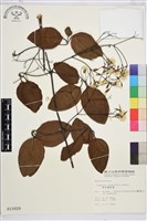 厚葉鐵線蓮藏品圖，第2張