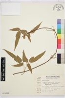 森氏鐵線蓮藏品圖，第2張