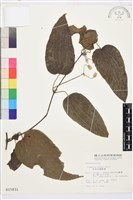 亨利氏鐵線蓮藏品圖，第1張