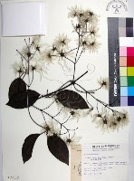 厚葉鐵線蓮藏品圖，第1張