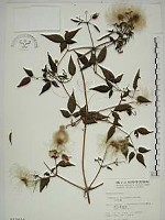 小木通藏品圖，第1張