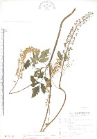 台灣升麻藏品圖，第1張