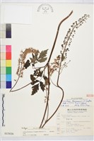 台灣升麻藏品圖，第2張