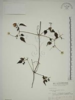 小木通藏品圖，第1張