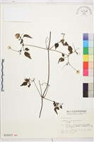 小木通藏品圖，第2張